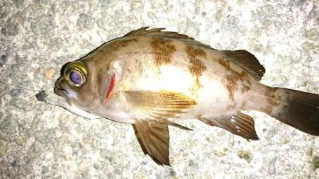 港内メバル＆ガシラ